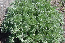 leafy plant