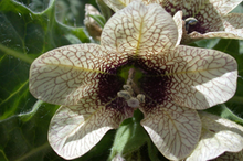 image of black henbane
