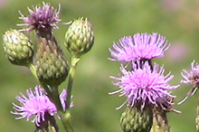 image of canada thistle 