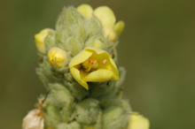 Image of common mullein
