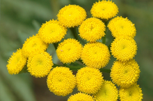 image of common tansy