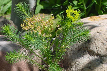 image of cyprus spurge