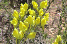 image of dalmatian toadflax