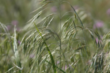 image of downy brome