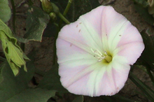 image of field bindweed flower