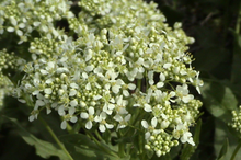 image of hoary cress flower