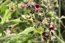 image of houndstongue flower