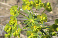 image of leafy spurge