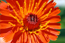 image of orange hawkweed flower