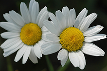 image of oxeye daisy flower