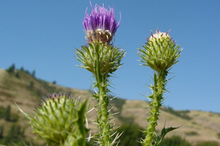 image of plumeless thistle 