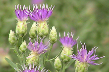 image of russian knapweed