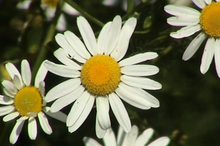 image of scentless chamomile
