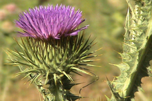 image of scotch thistle flower