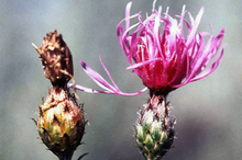 image of spotted knapweed flower