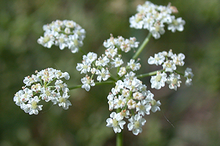 image of wild caraway flower