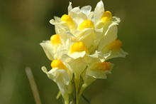 image of yellow toadflax flower
